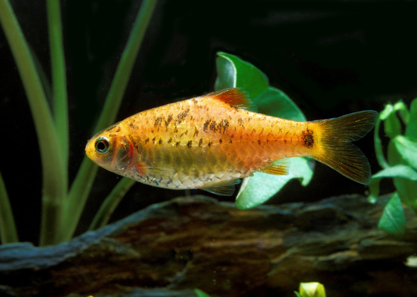 Golden Barb - Tri-colour
