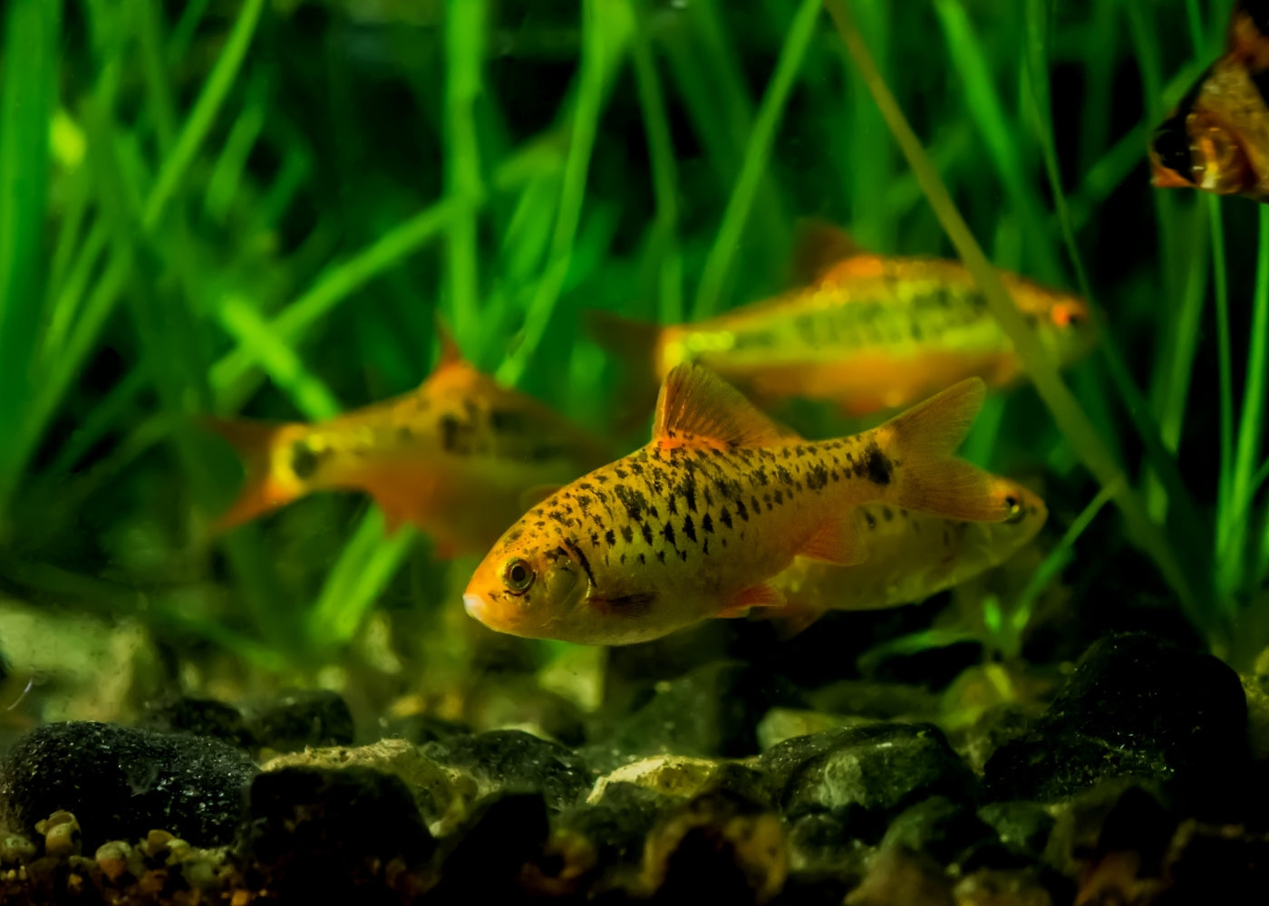 Golden Barb - Tri-colour 2
