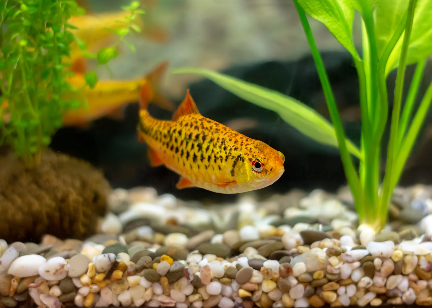 Golden Barb - Tri-colour 3