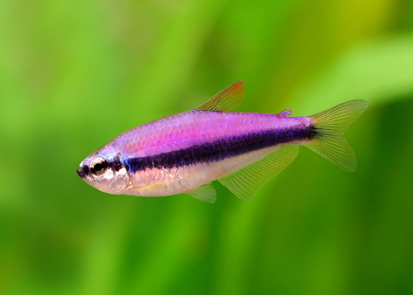 Emperor Tetra - Blue Kerri Gold - Special 6 for $36