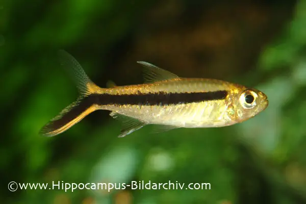 Red Tail Penguin Tetra (Green Fire)