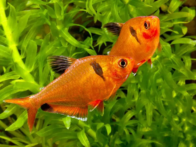 Red Cherry Tetra - Rare