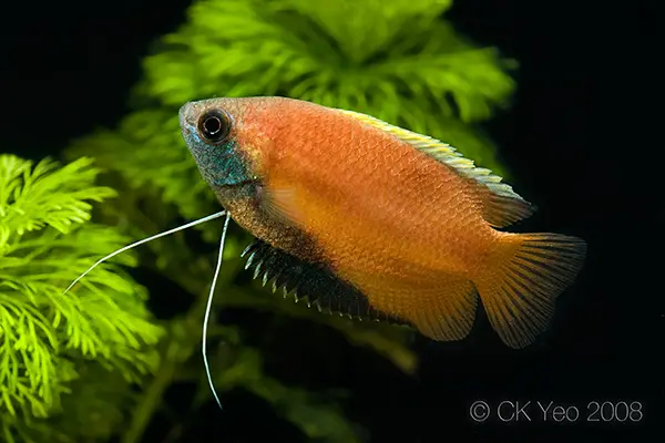 Honey Gourami - Red Tail