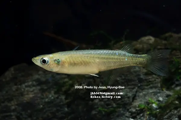 White Medaka - Hageshi Shiro Miyuki