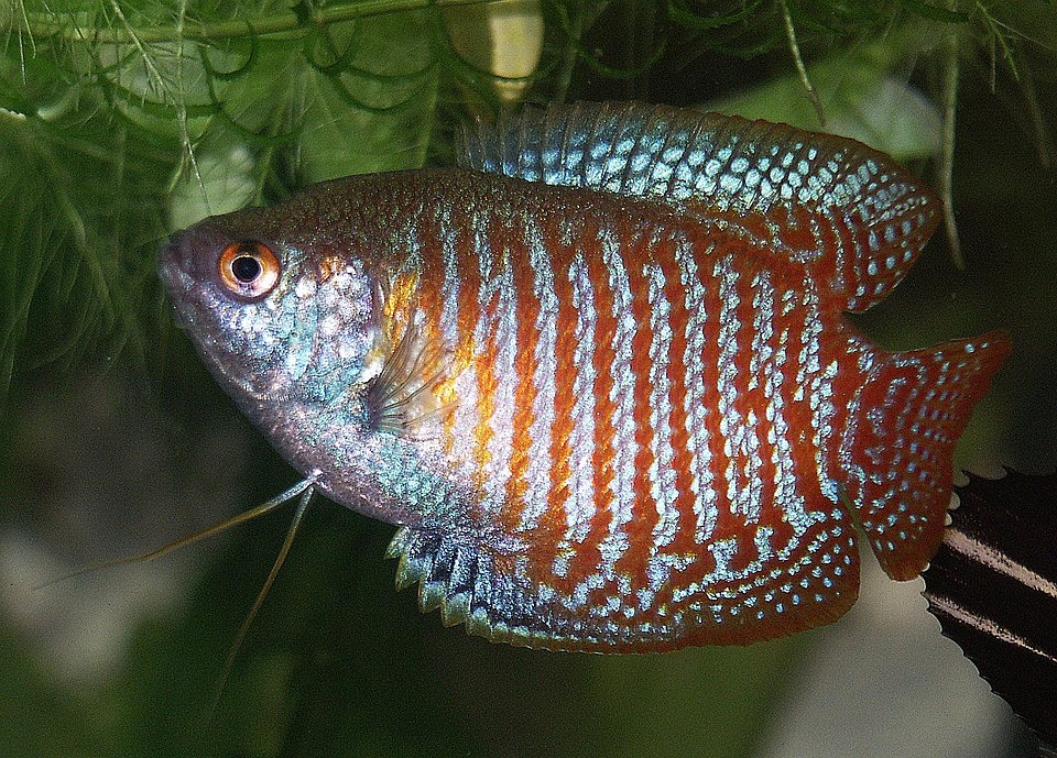 Gourami Assorted