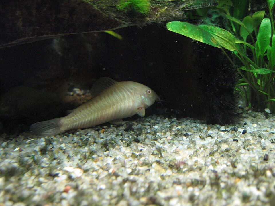 Corydoras - Albino Long Fin Pepper