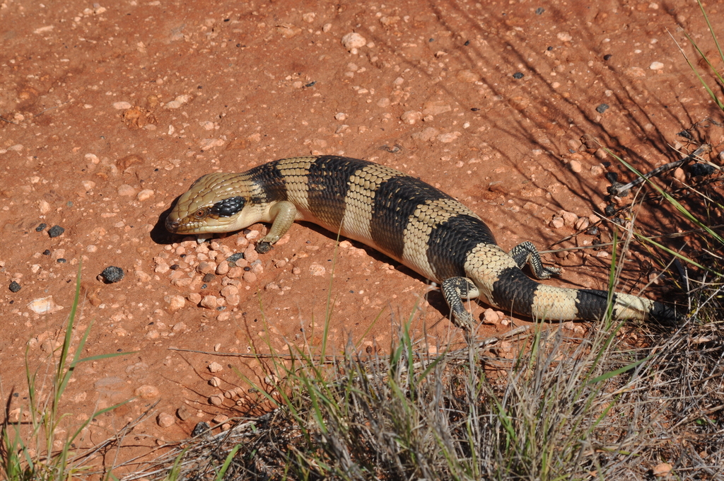 Blue tongue Lizard - Western Juv
