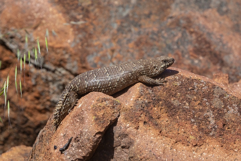 Gidgee Skink - Juv.