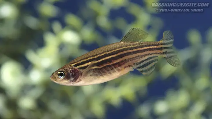 Zebra Danio - Redfin