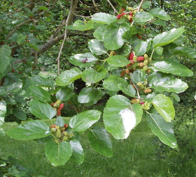 Mulberry Leaves