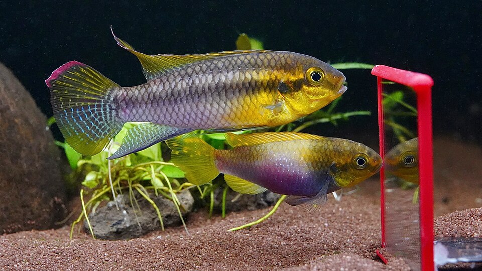 Pelvicachromis silviae