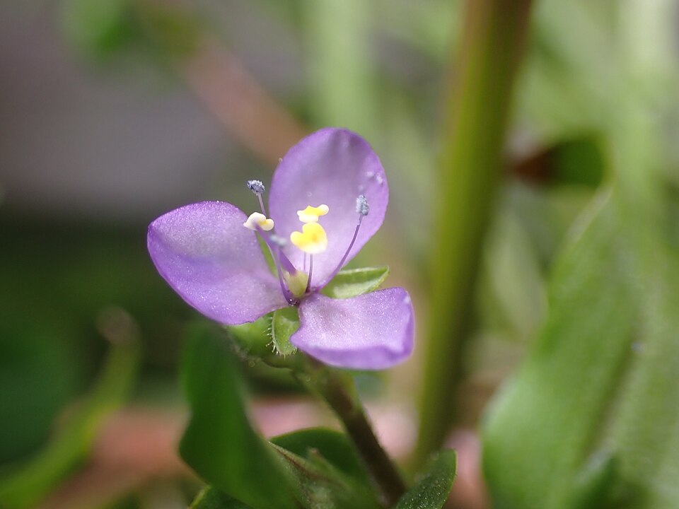 Murdannia engelsii