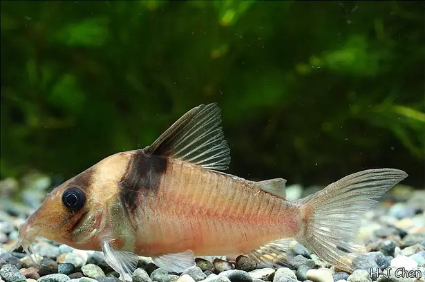 Corydoras Virginiae