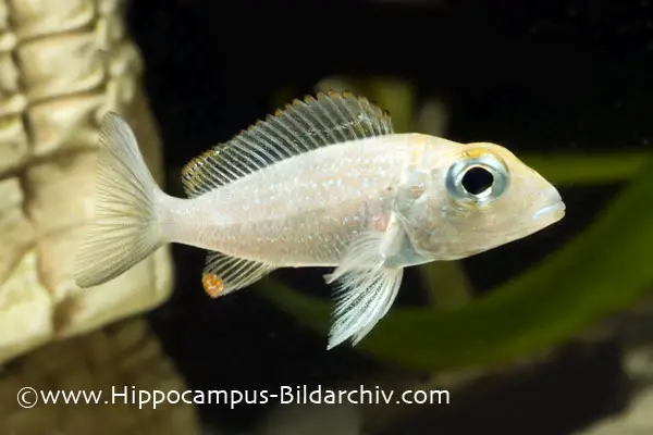 Callochromis Macrops
