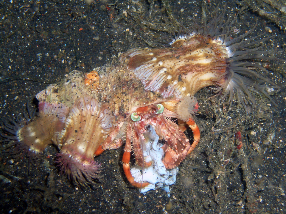 Hermit Crab - CRAB CHOW