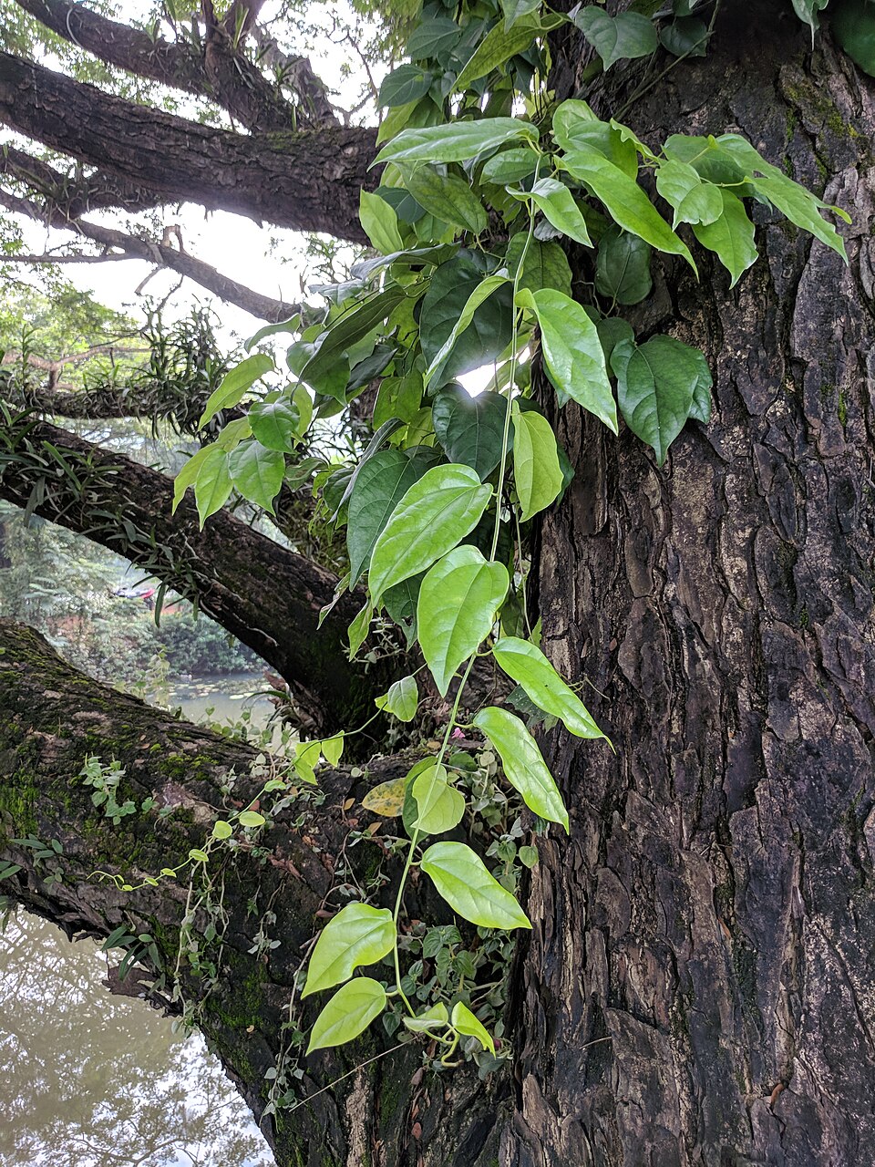 Assorted Leaf Special 10 for $15