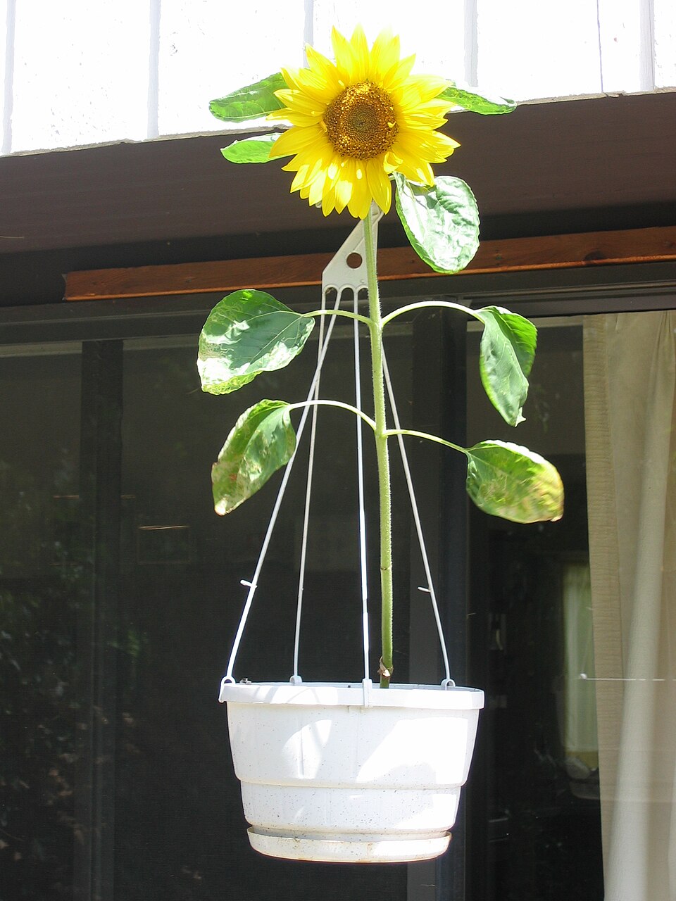 Plant Basket Plastic