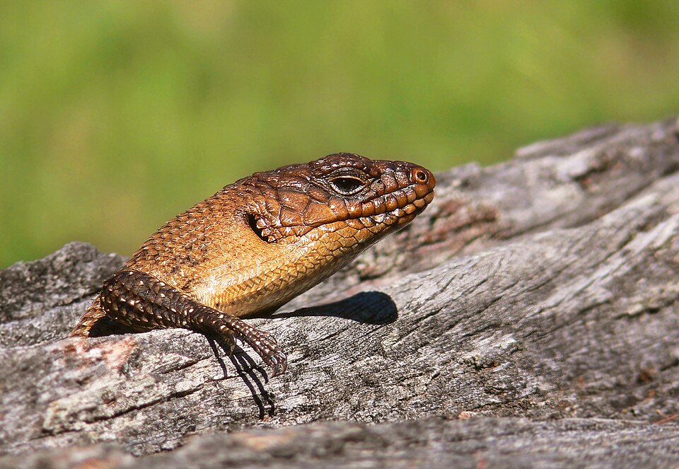 Cunninghams Skink