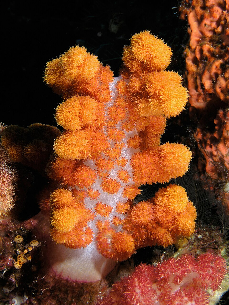 Coral Holder
