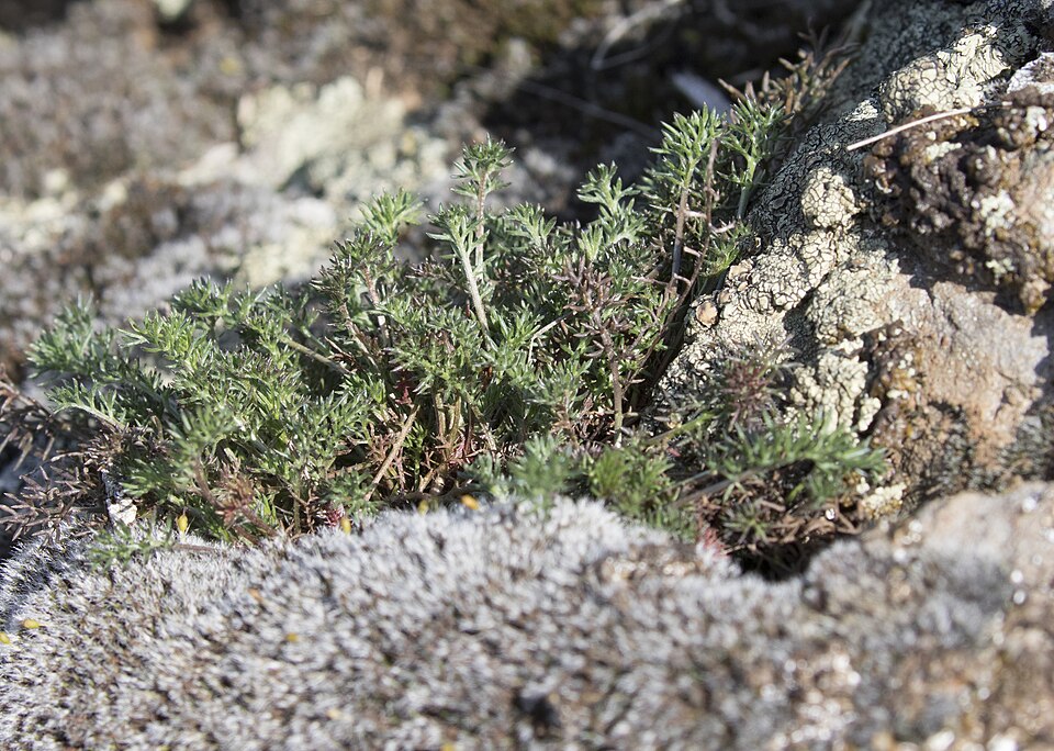 Aqua One Plants On Rock