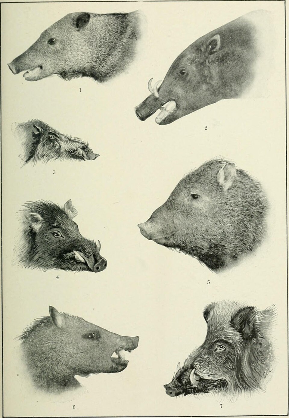 Jungle - Water Clear