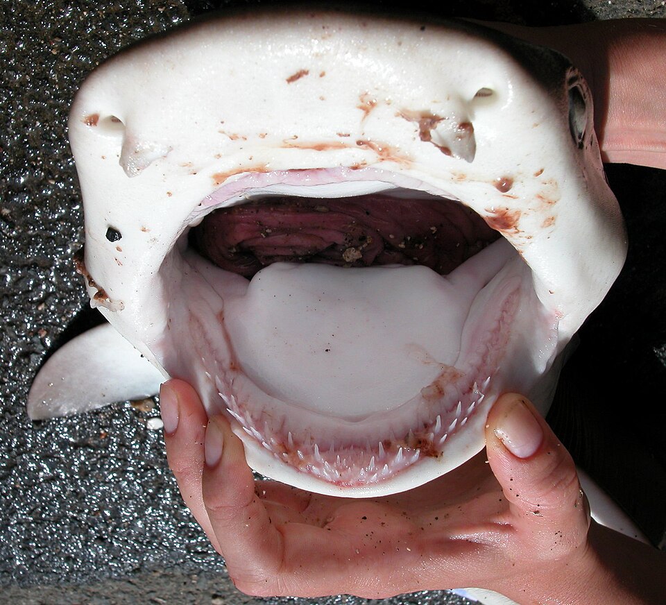 Jaws Mouth Open Mini