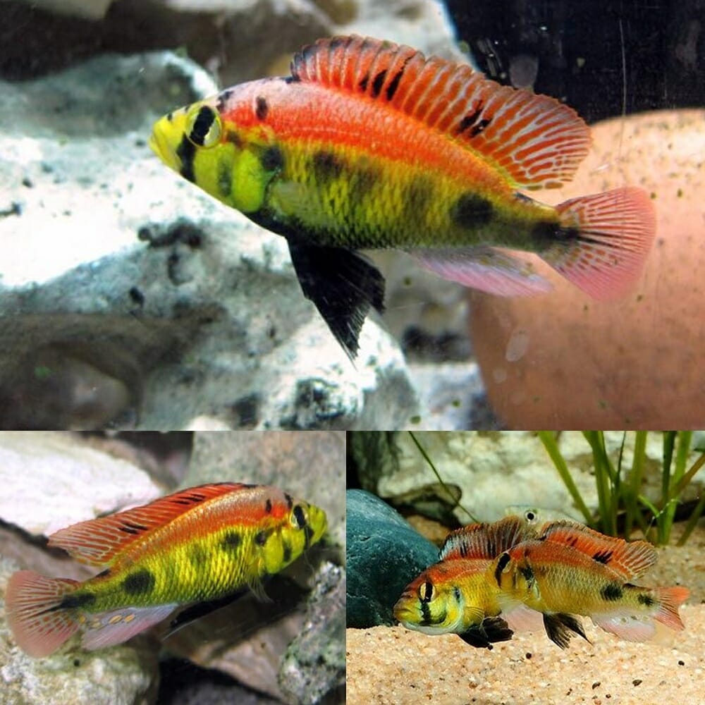 Astatotilapia Aeneocolour - Yellow Belly Albert
