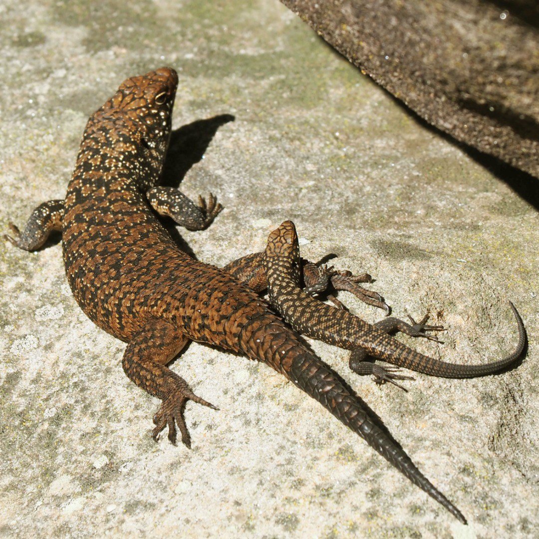 New England Cunningham Skink - Juv.