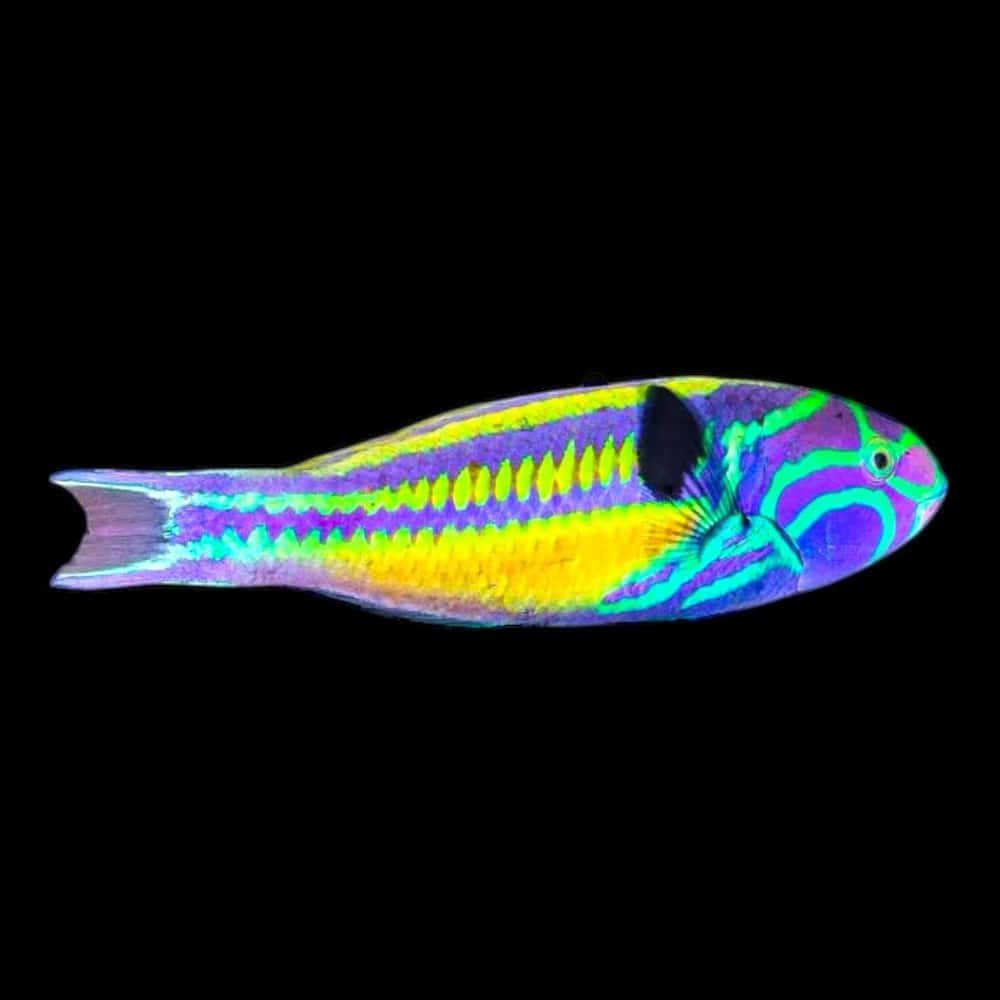 Wrasse - Lightning - Quinquevittatum