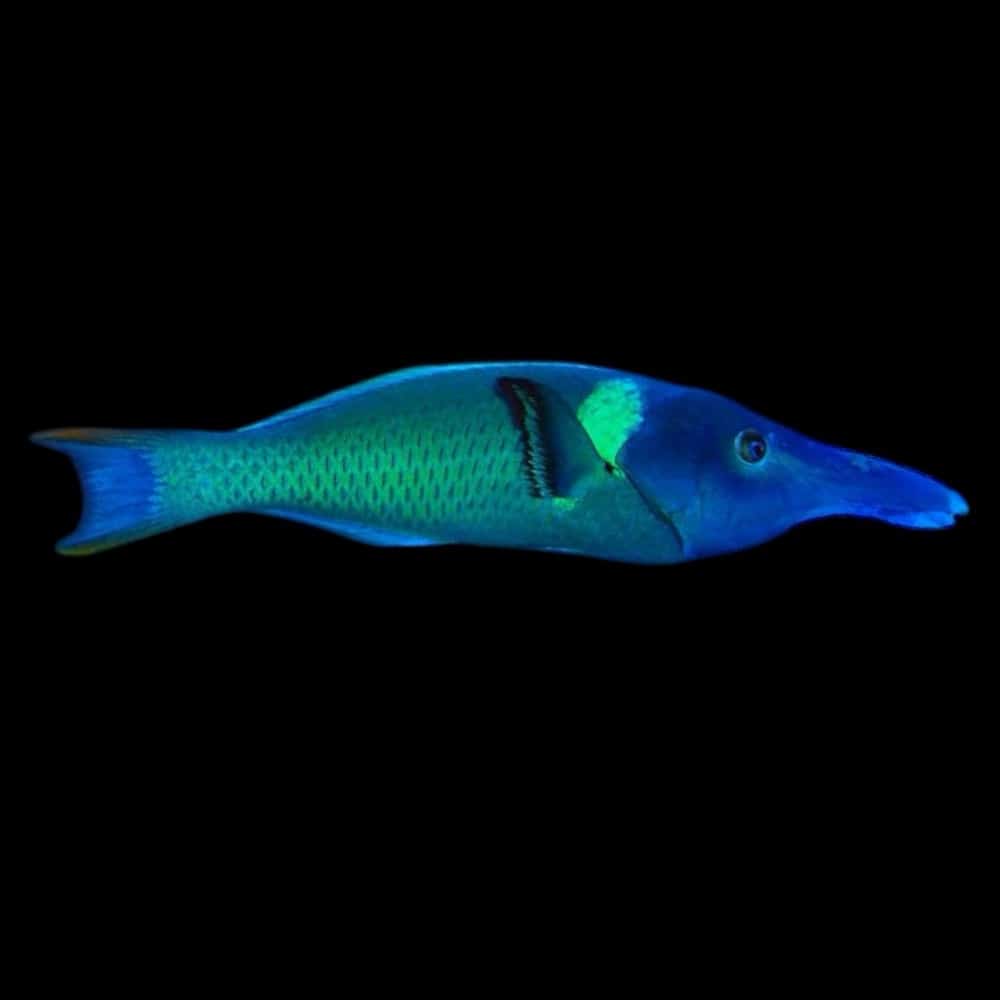 Wrasse - Bird nose (male) - Green