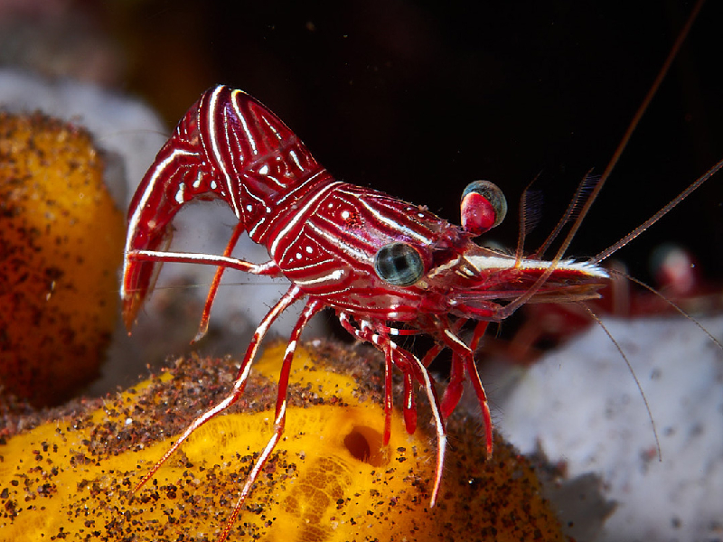 Red Hingebeak Shrimp - Marine