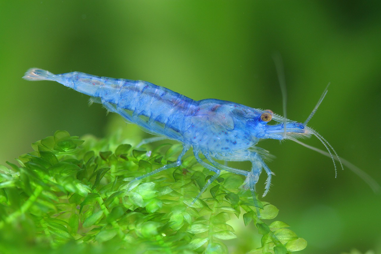 shrimp blue jelly dwarf