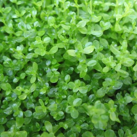 Micranthemum micranthemoides - Narrow Baby Tears - Potted