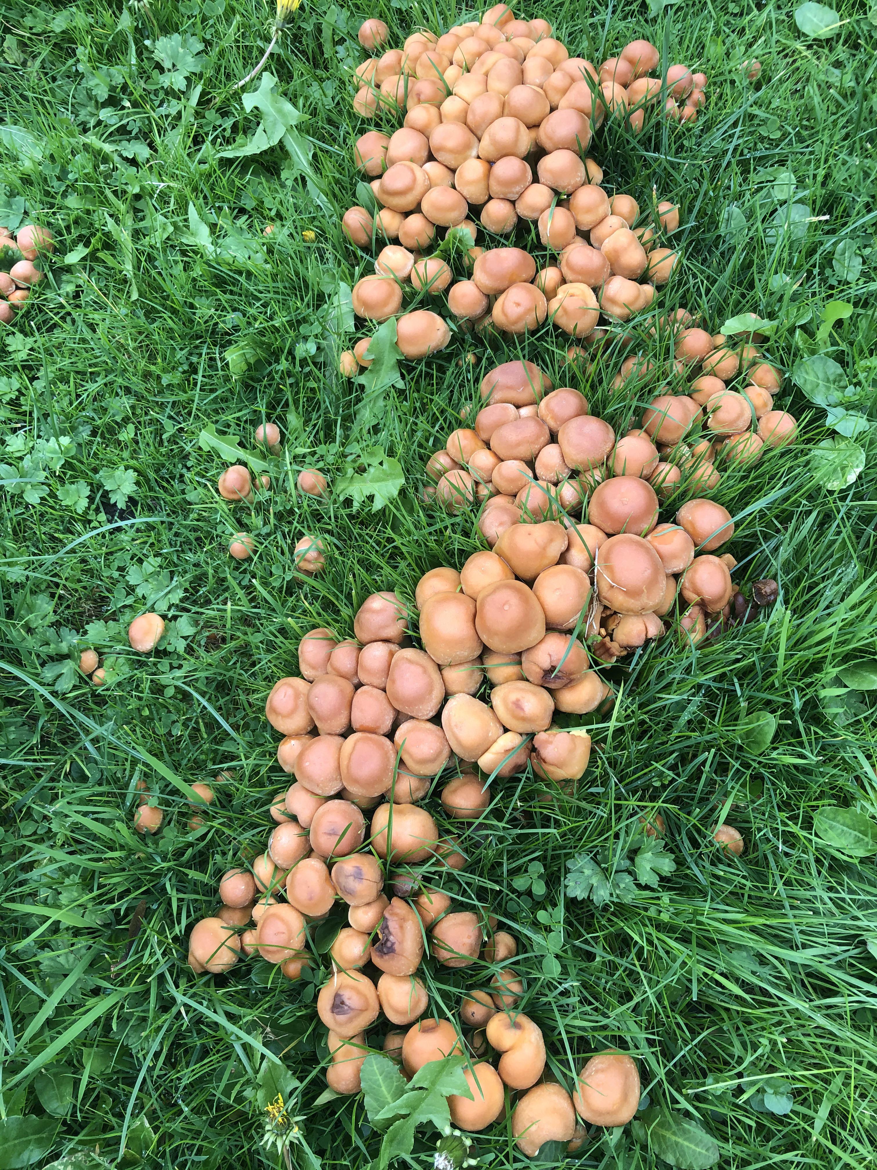 Small Domed Mushroom - Orange
