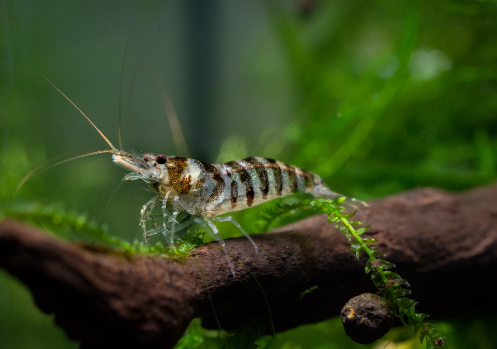 Shrimp - Freshwater - Zebra