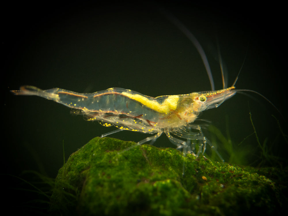 Shrimp - Freshwater - C. Longirostris