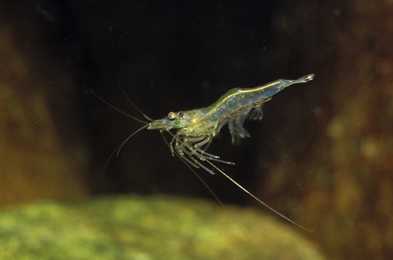 Shrimp - Freshwater Paryta