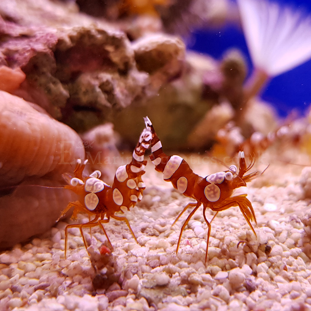 Sexy Shrimp - Marine (Thor amboinensis)