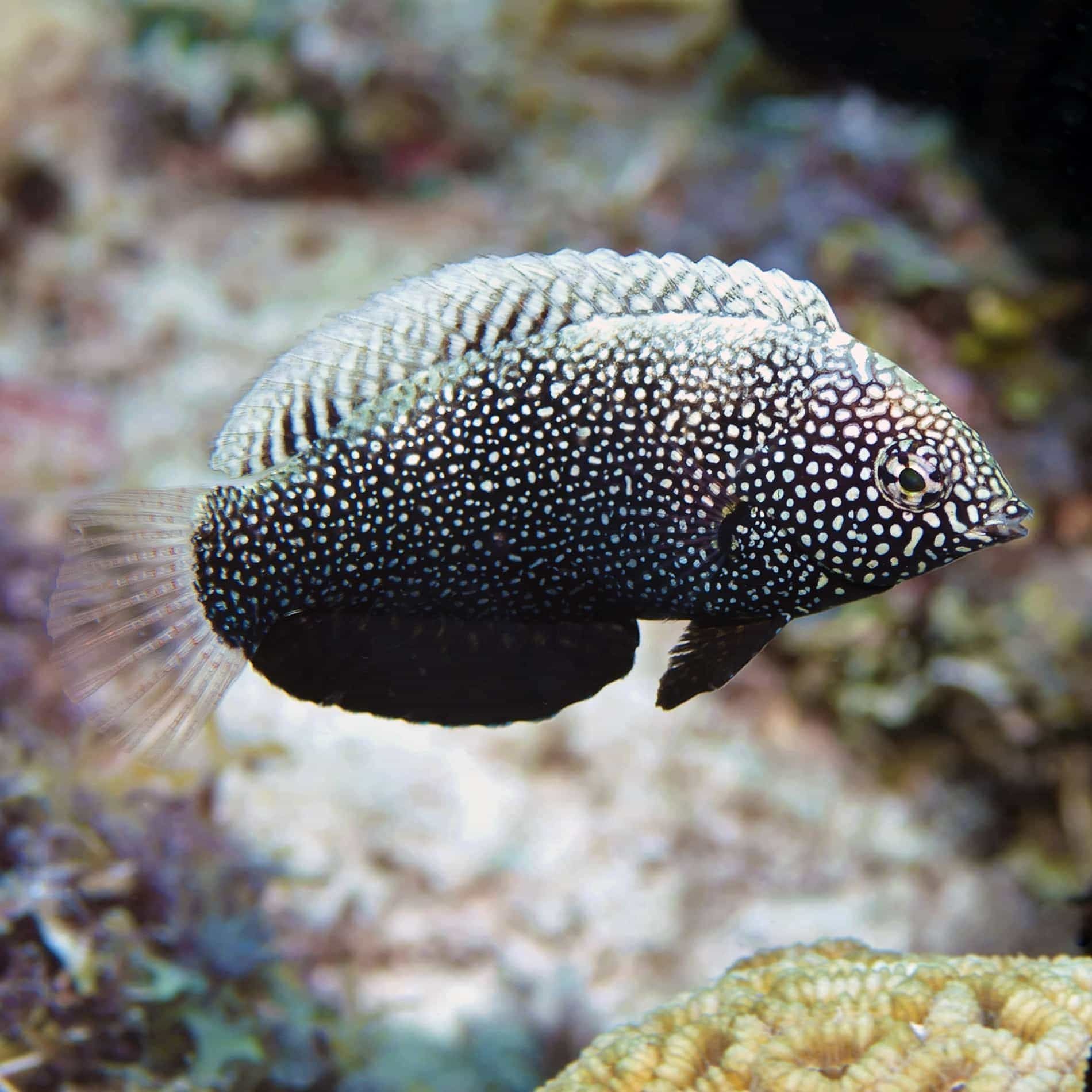Wrasse - Black Leopard Leaf
