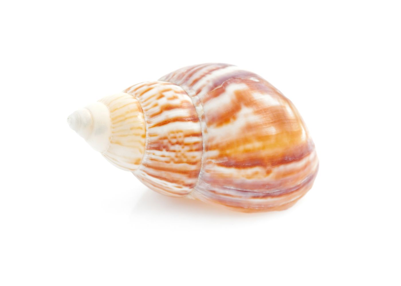 Hermit Crab Shell Spare - Large