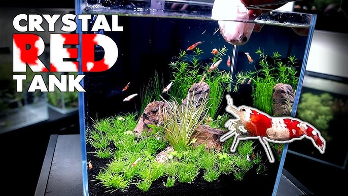 Shrimp Cube Red - 6.2x6.2x6.5cm