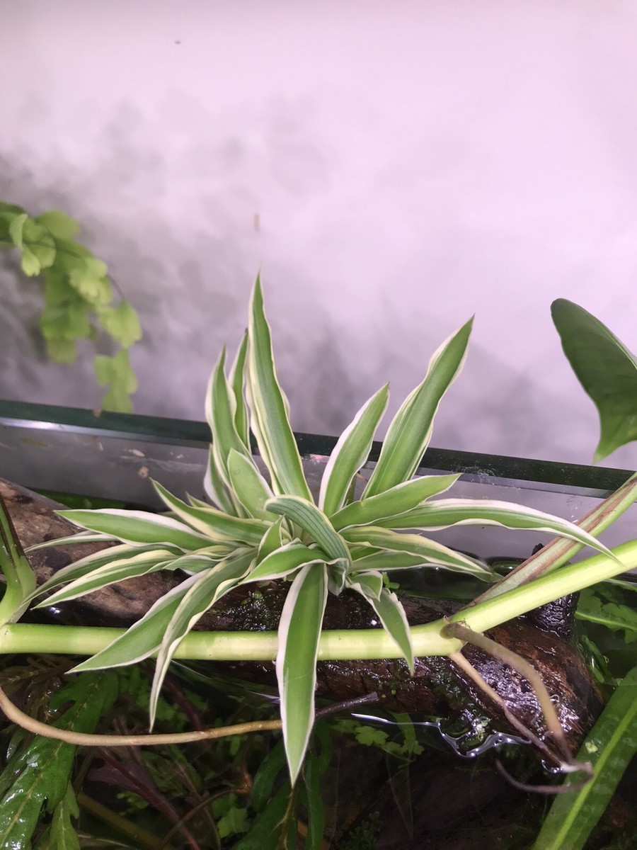 Terrarium Plant - Chlorophytum -Spider Plant 13cm