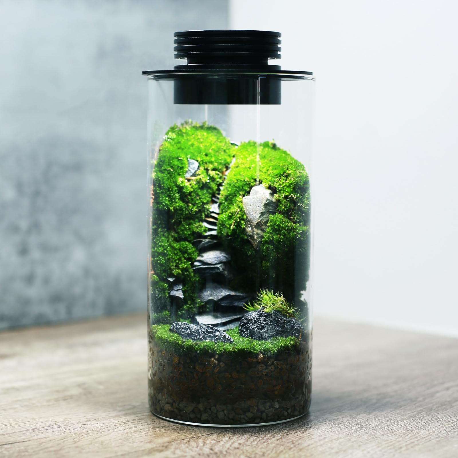 Terrarium Plant - Indoor Plant Assorted 8-11cm