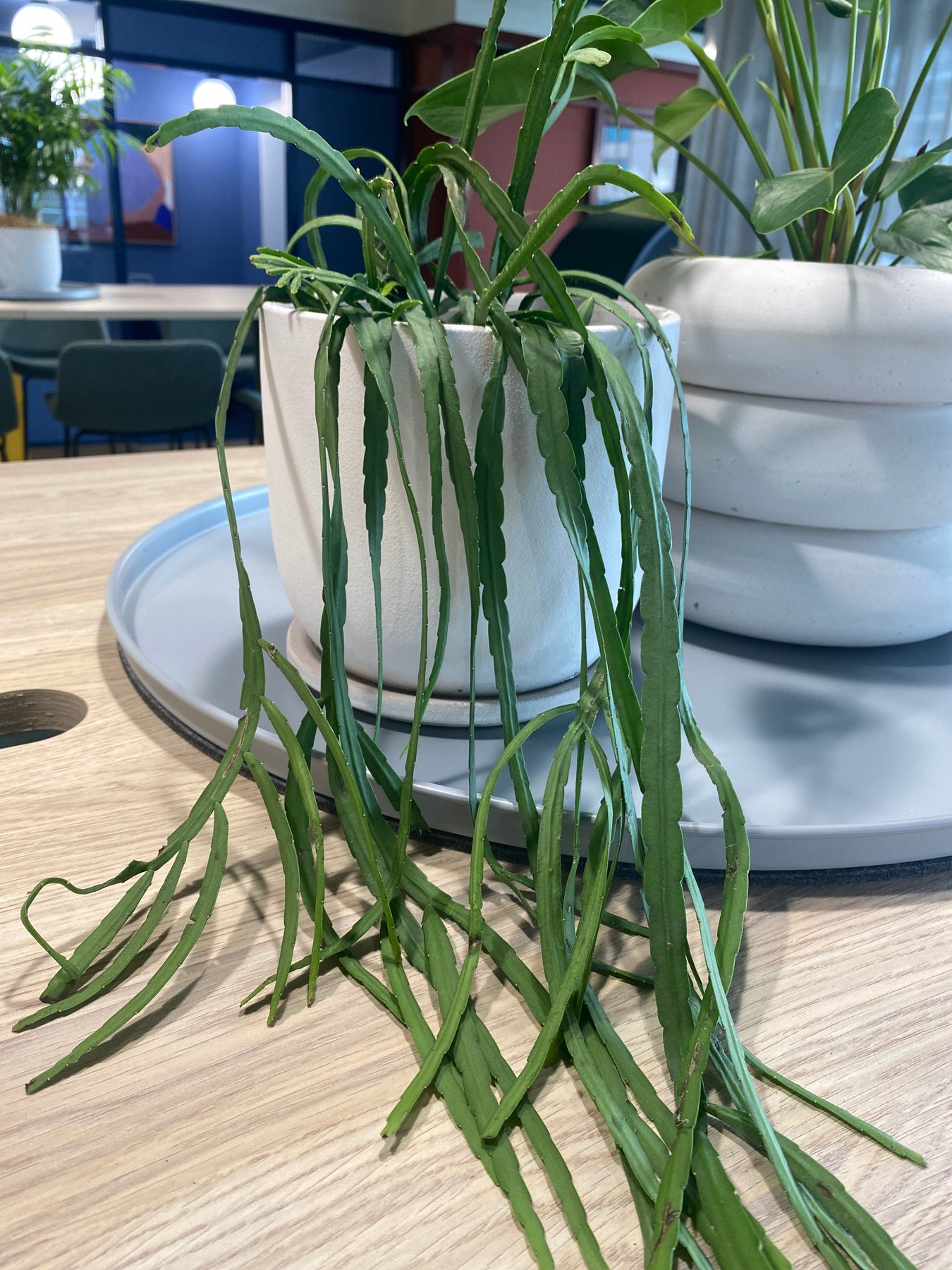 Terrarium Plant - Rhipsalis Basket 13cm