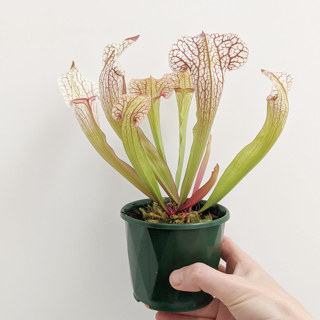 Terrarium Plant - Sarracenia - Pitcher Plant 10cm Pot