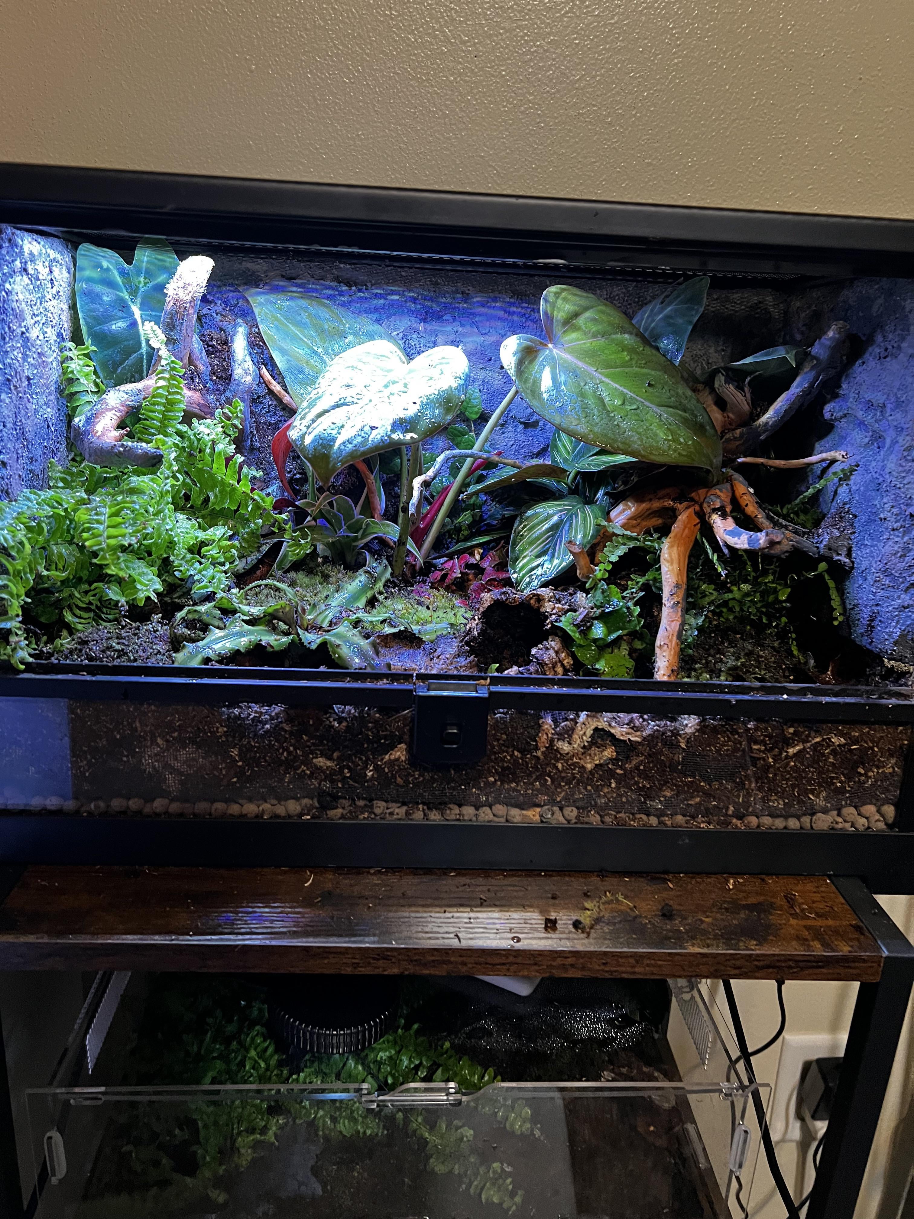 Terrarium Plant - Bromeliad Neoregelia 7cm