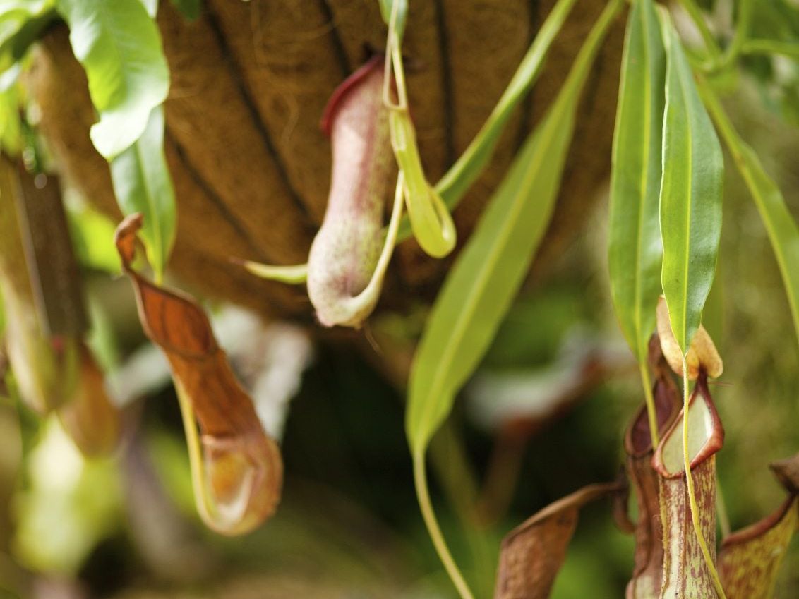 Terrarium Plant - Nepenthes - Picture Plant - Hanging Basket 10cm