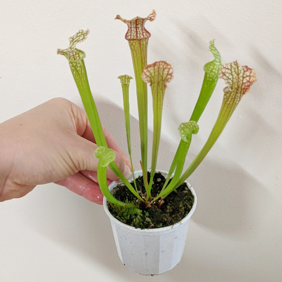 Terrarium Plant - Sarracenia - Pitcher Plant 7cm Pot