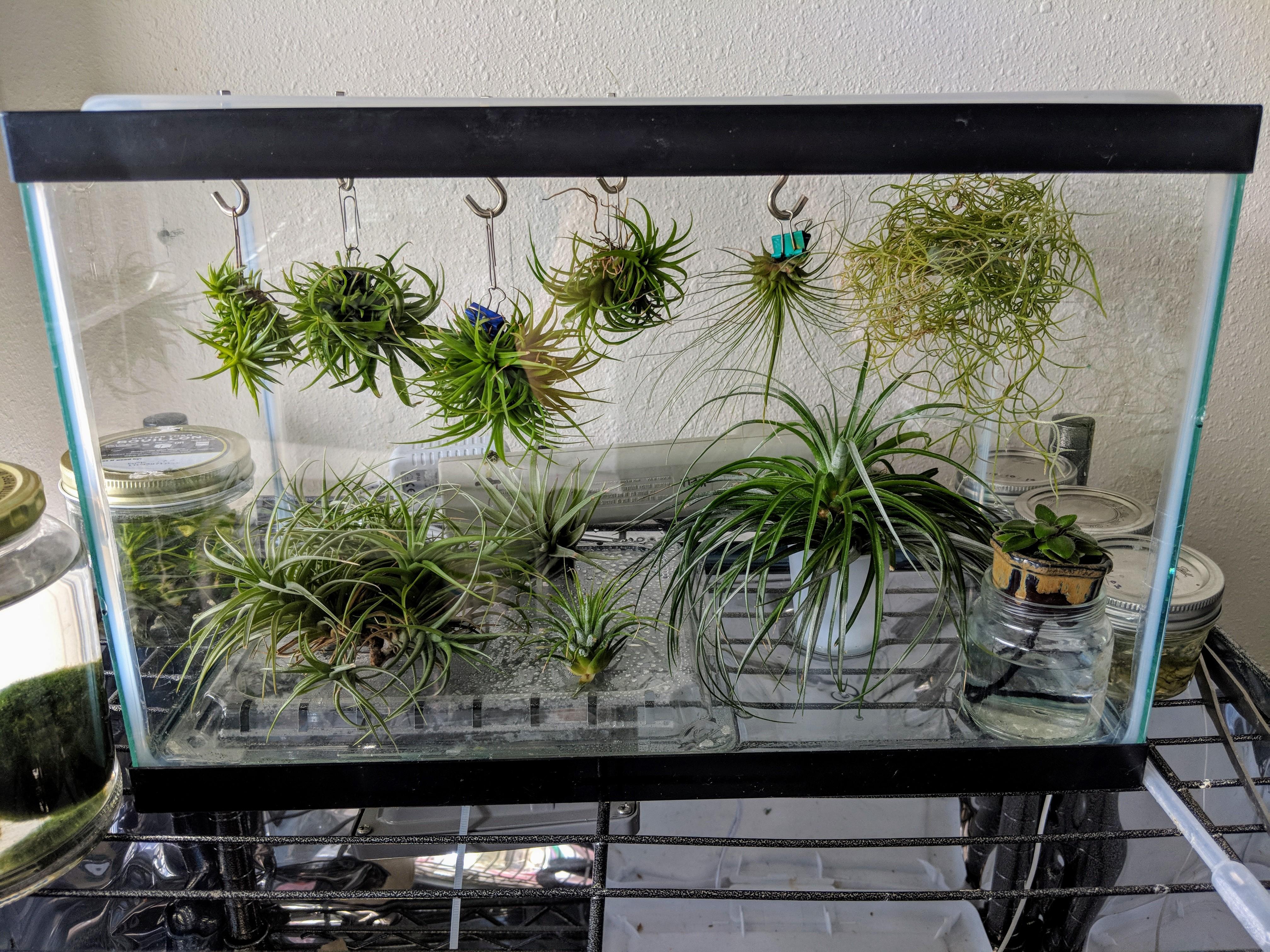 Terrarium Plant - Tillandsia Loose