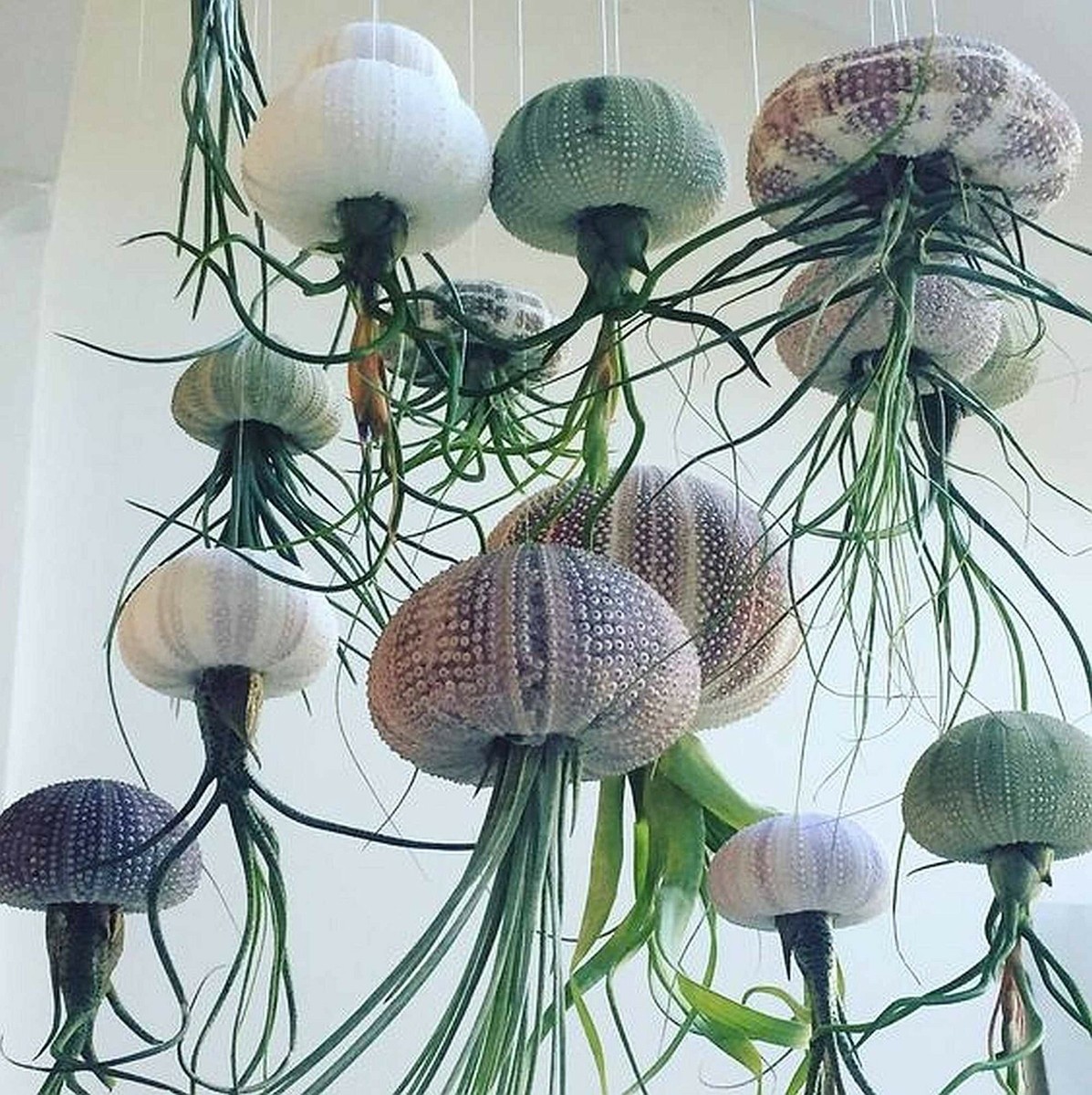 Terrarium Plant - Tillandsia Jelly Fish